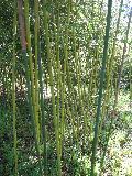 Hedge Bamboo / Phyllostachys glauca 
